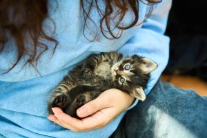 Comment Encourager un Comportement Affectueux chez Votre Chat : Guide et Conseils Pratiques